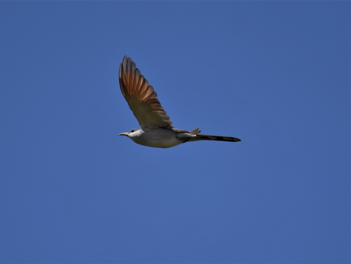 Yellow-billed Cuckoo - ML462534641