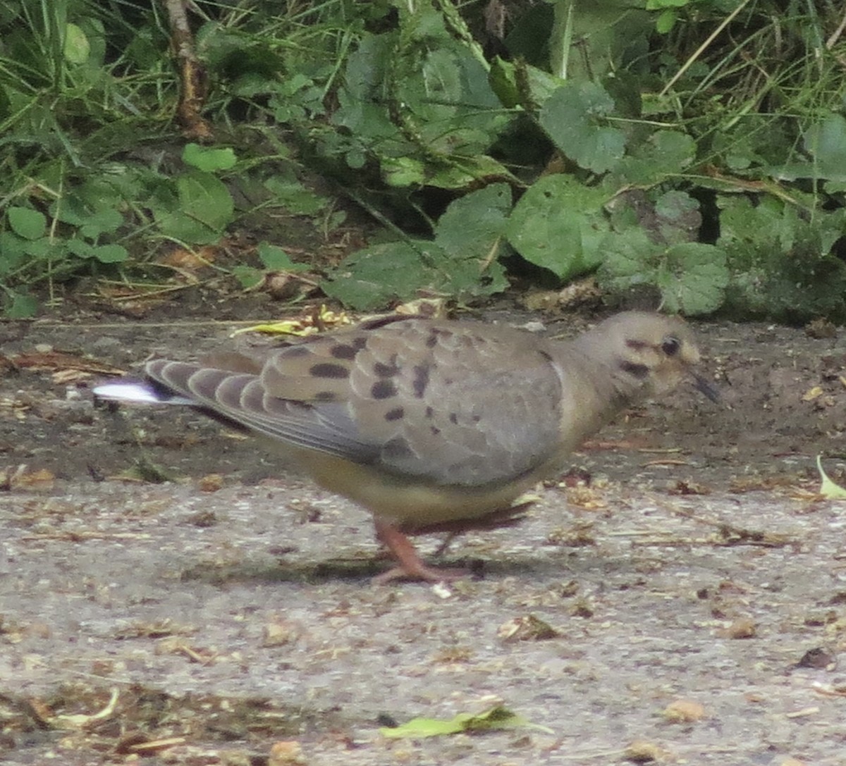 Mourning Dove - ML462535561