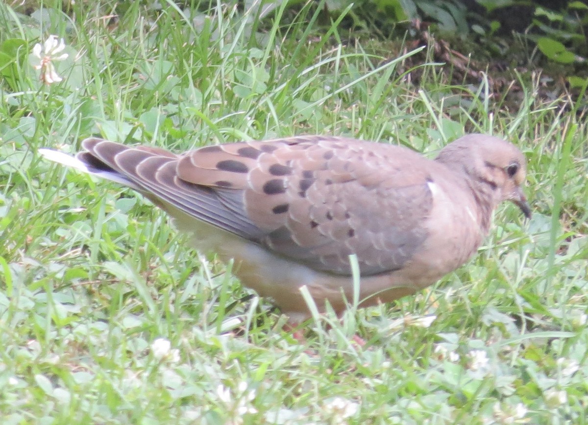 Mourning Dove - ML462535571