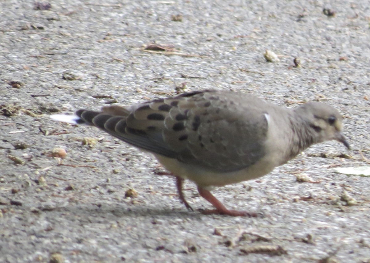Mourning Dove - ML462535591