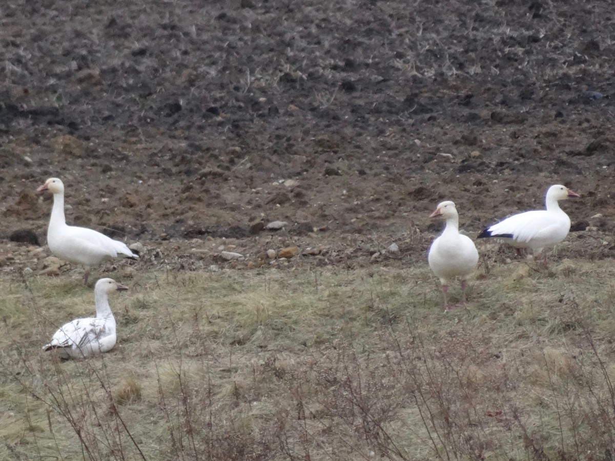 Snow Goose - ML46253671