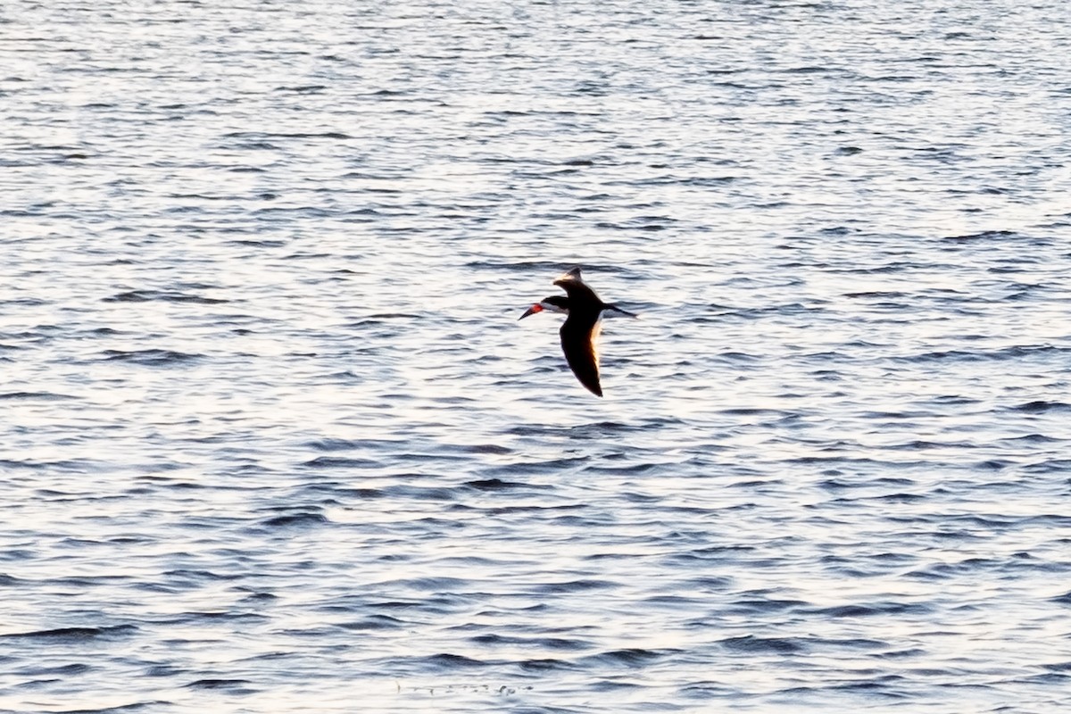 Black Skimmer - Scott Dresser