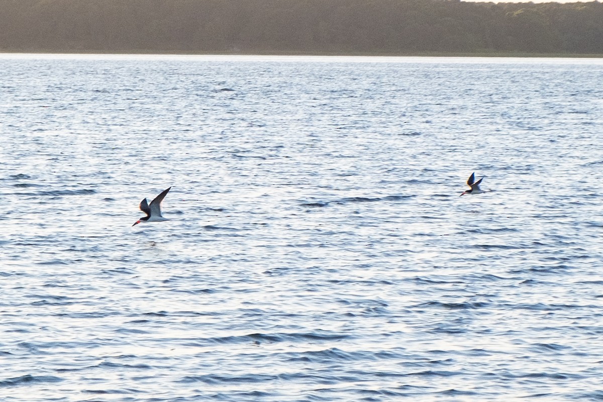 Black Skimmer - ML462537331