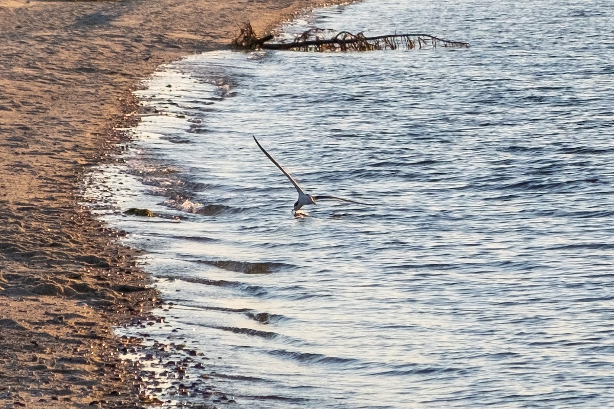 Водоріз американський - ML462537361