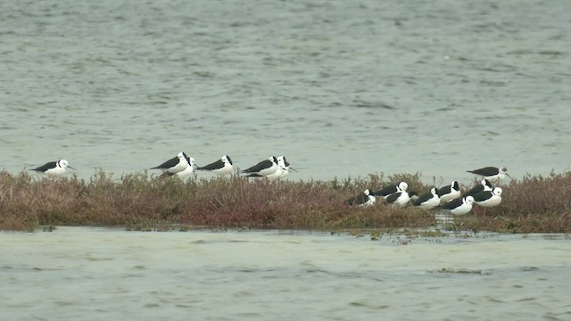 Pied Stilt - ML462538771