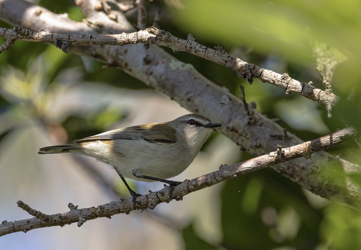 Mangrove Gerygone - ML462540171