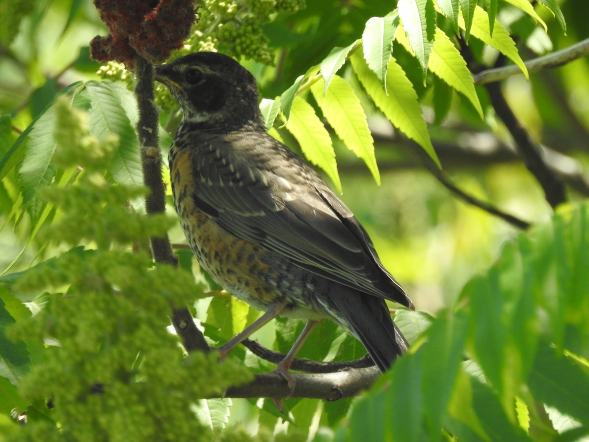 American Robin - ML462540241