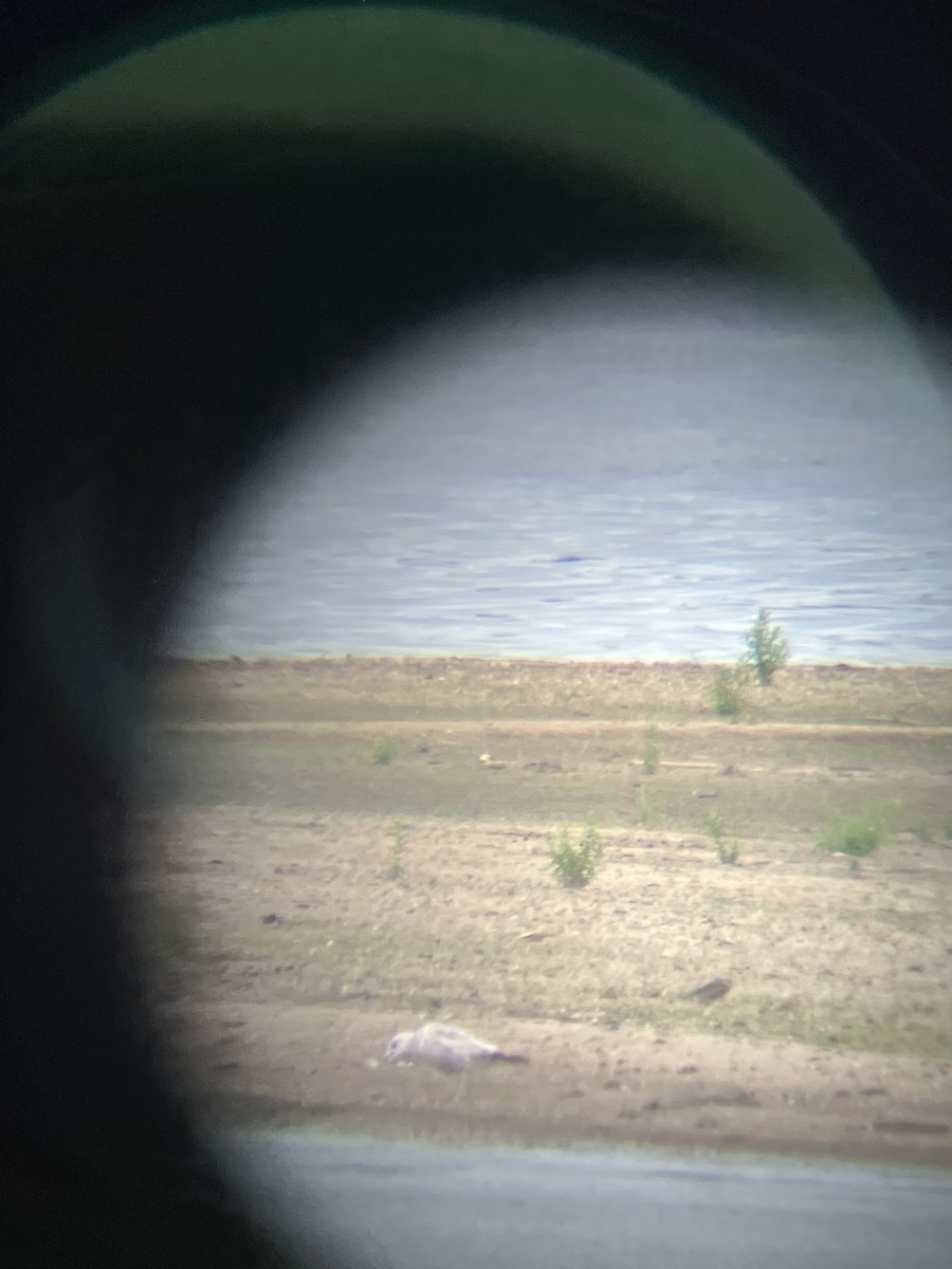 American Herring Gull - ML462540301