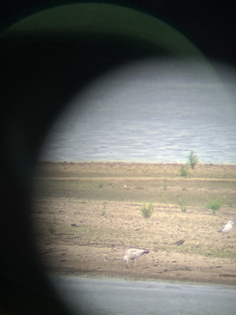 American Herring Gull - ML462540321