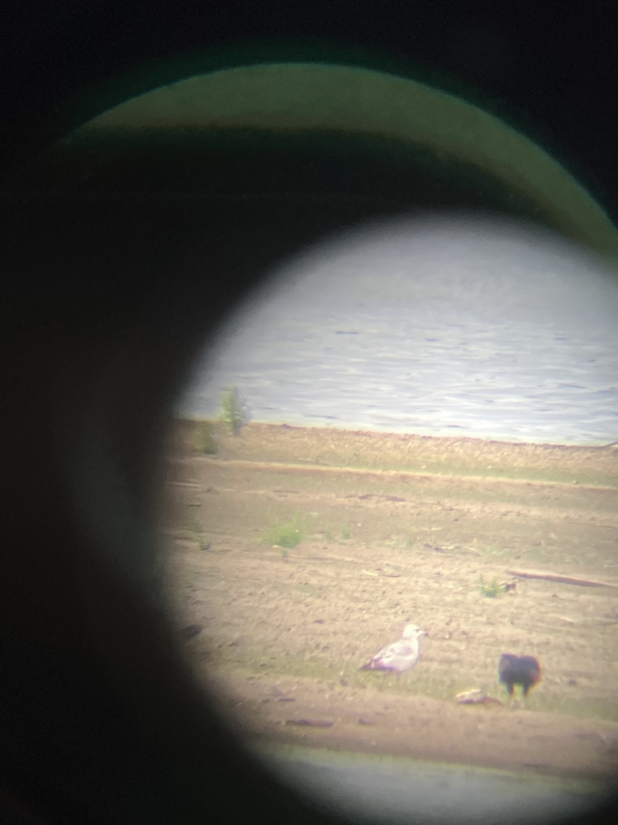 American Herring Gull - ML462540341