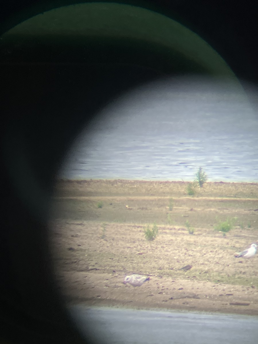 American Herring Gull - ML462540351