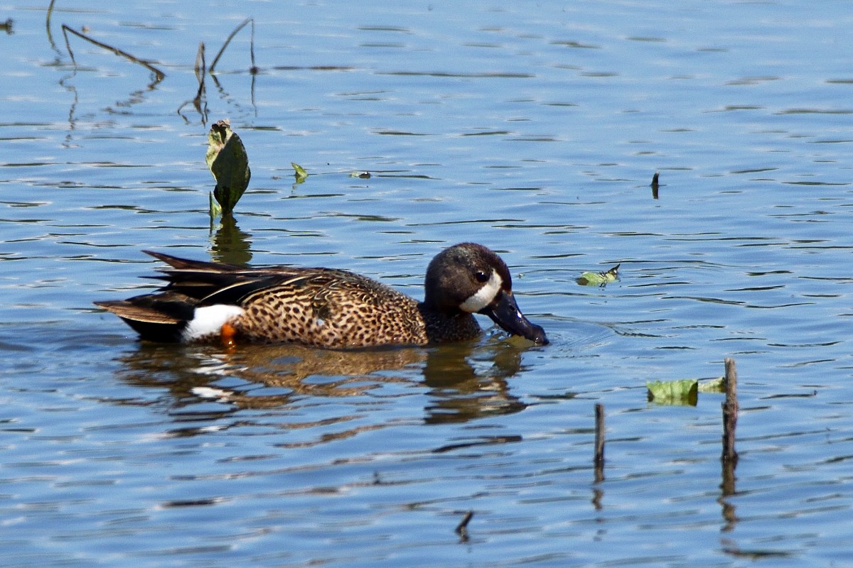Blue-winged Teal - ML462541491