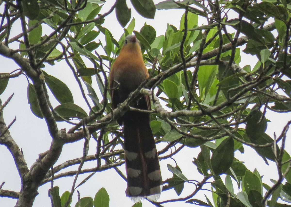 Black-bellied Cuckoo - Brenda Frank and Tom Blackburn