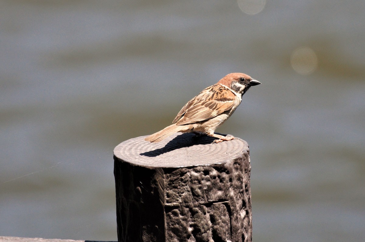 Eurasian Tree Sparrow - ML462542321