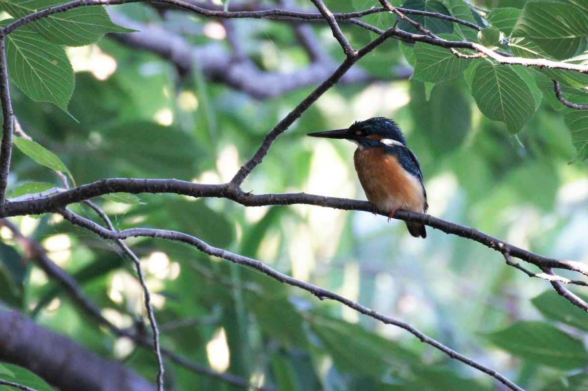 Common Kingfisher - ML462542511