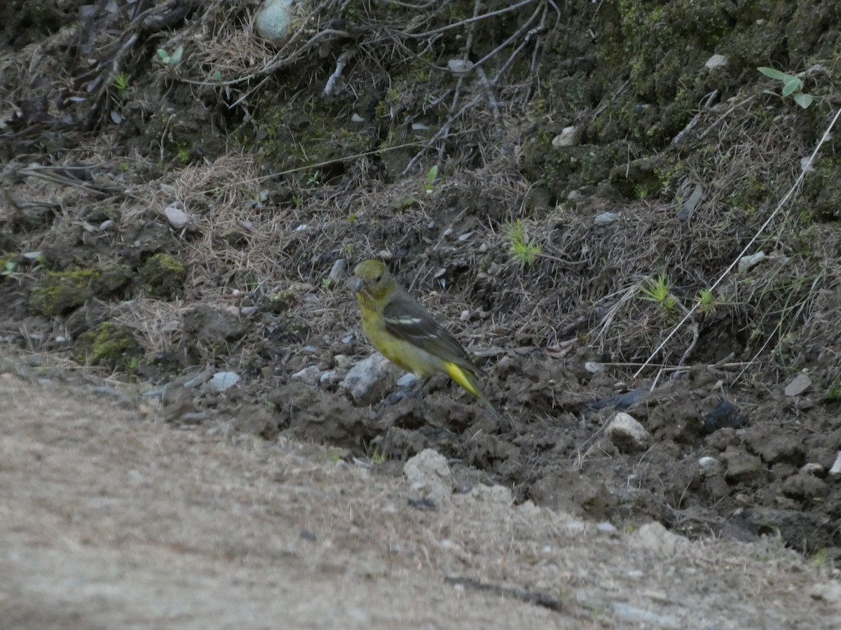 Western Tanager - ML462542811