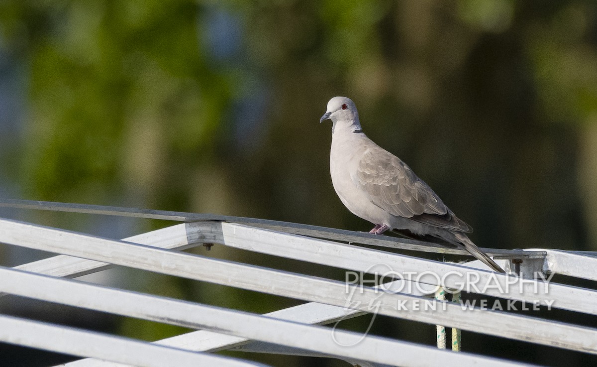 Eurasian Collared-Dove - ML462543221