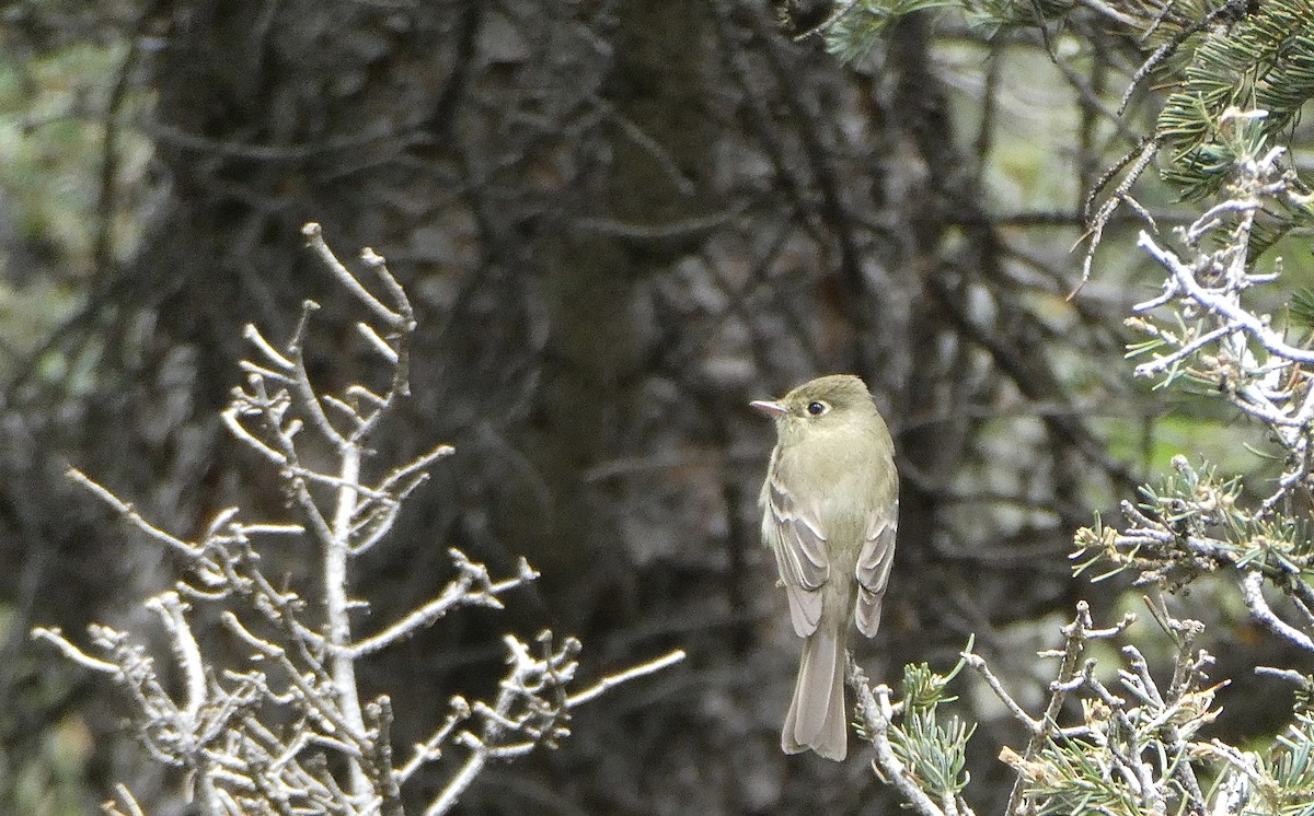 Western Flycatcher (Cordilleran) - ML462544071