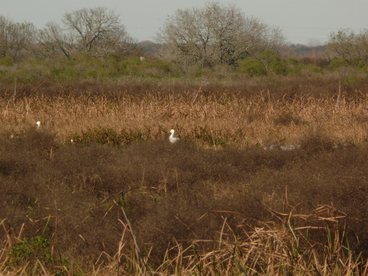 Snow Goose - ML462544111