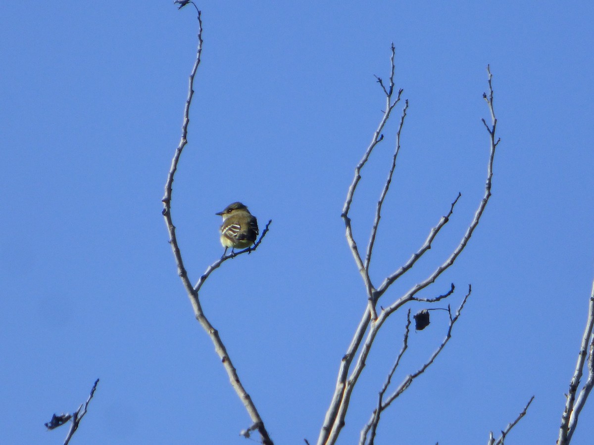 Alder Flycatcher - ML462544391