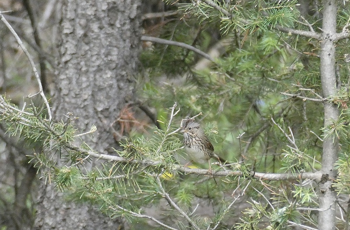 Lincoln's Sparrow - ML462544411