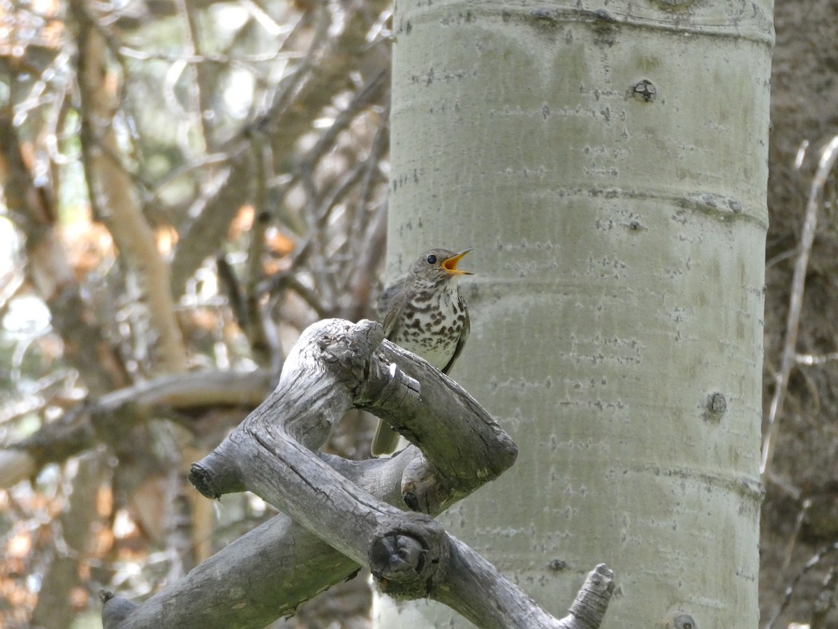 Hermit Thrush - ML462544571