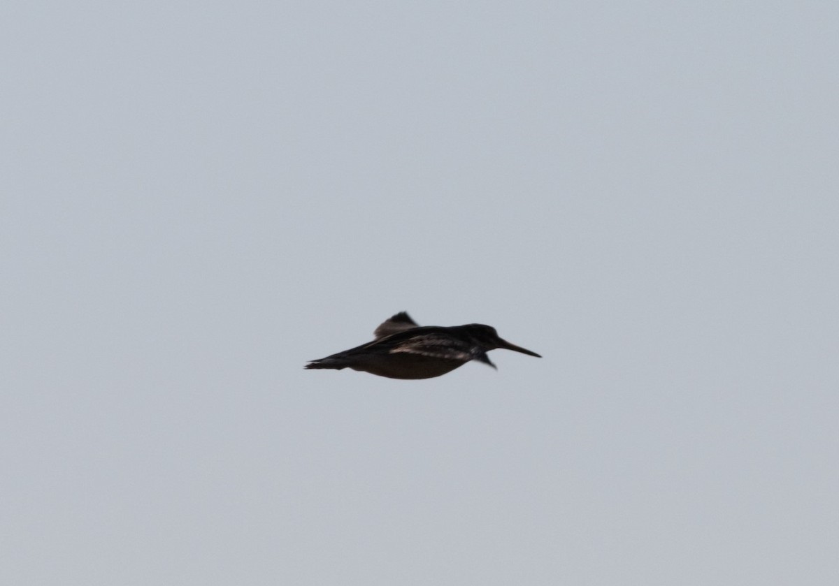 Jack Snipe - ML46254521