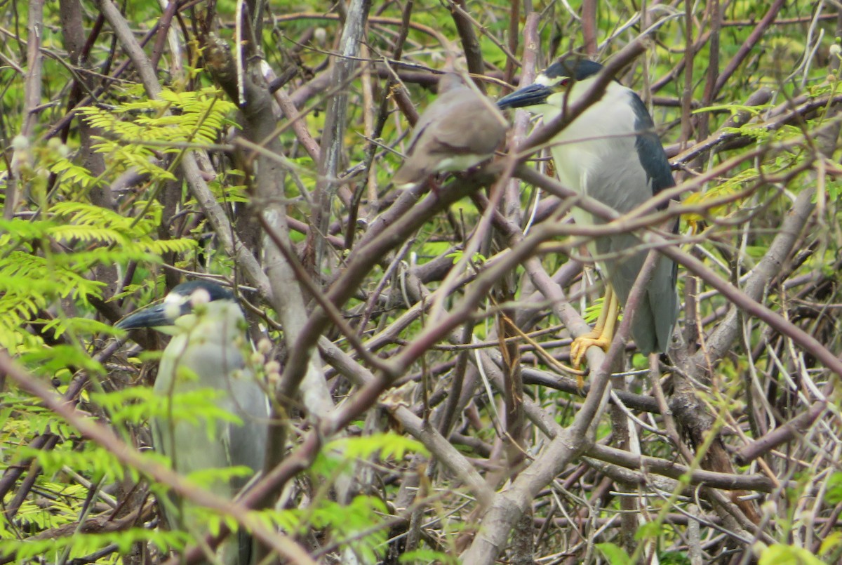 Black-crowned Night Heron - ML462545371