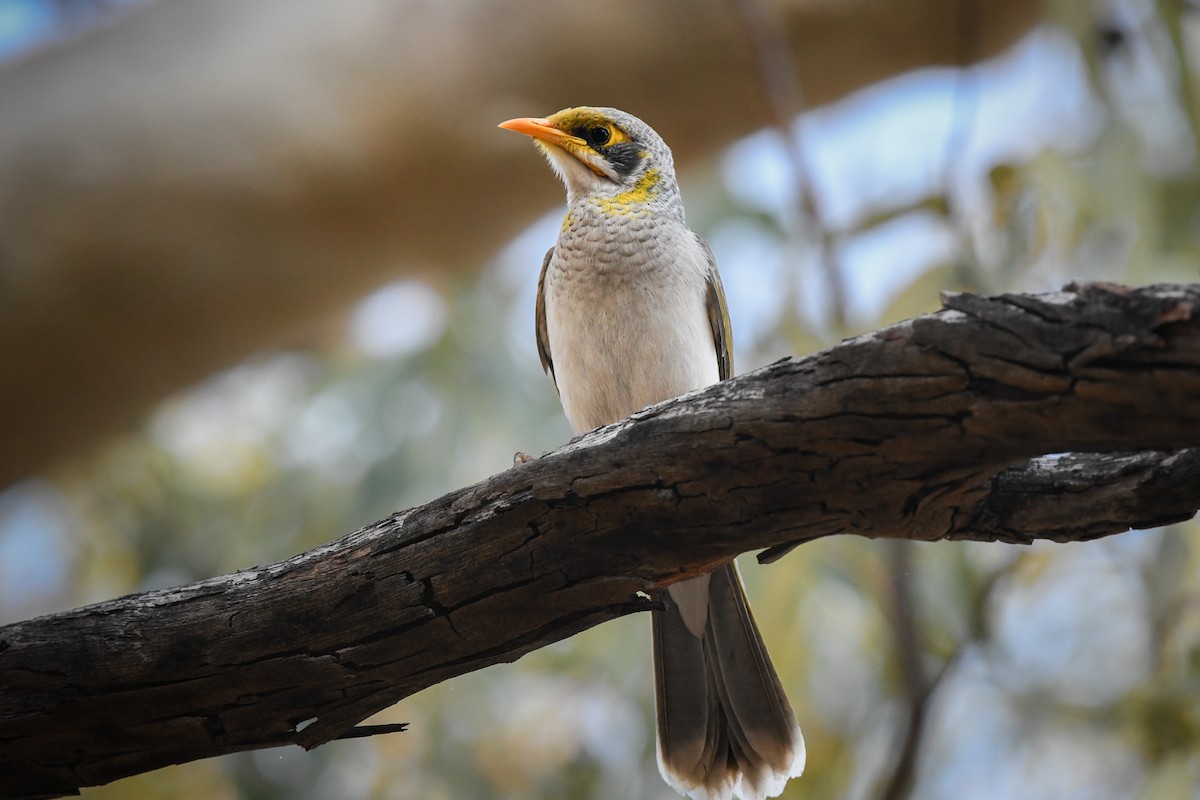 Yellow-throated Miner - ML462545851