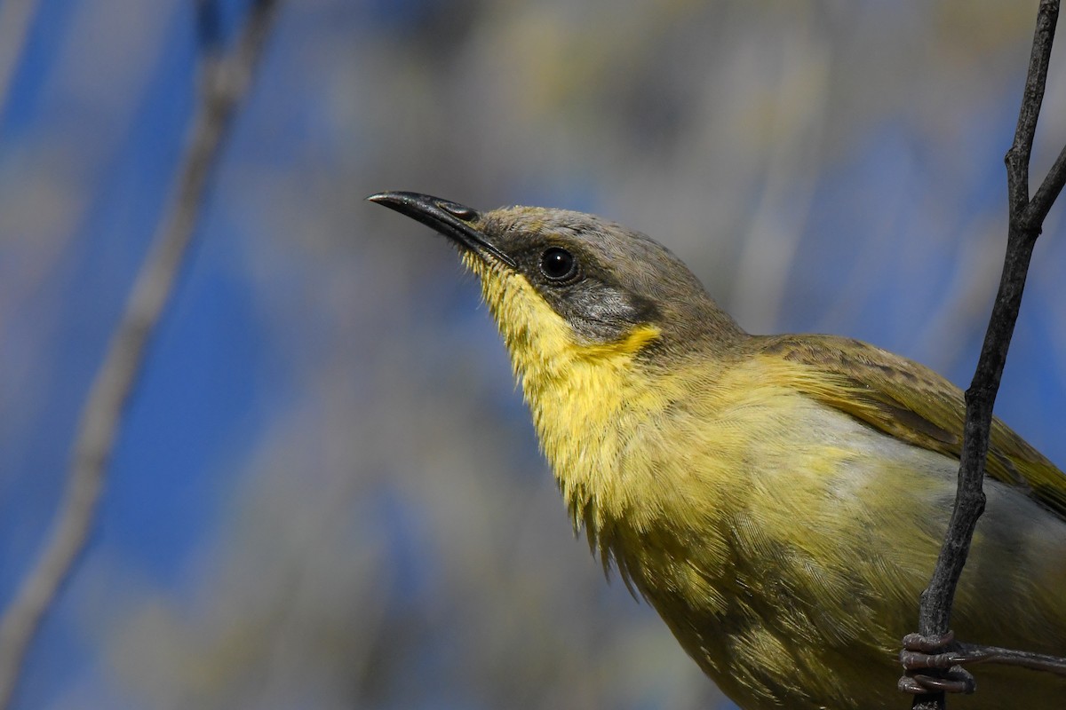 Gray-headed Honeyeater - Trevor Evans