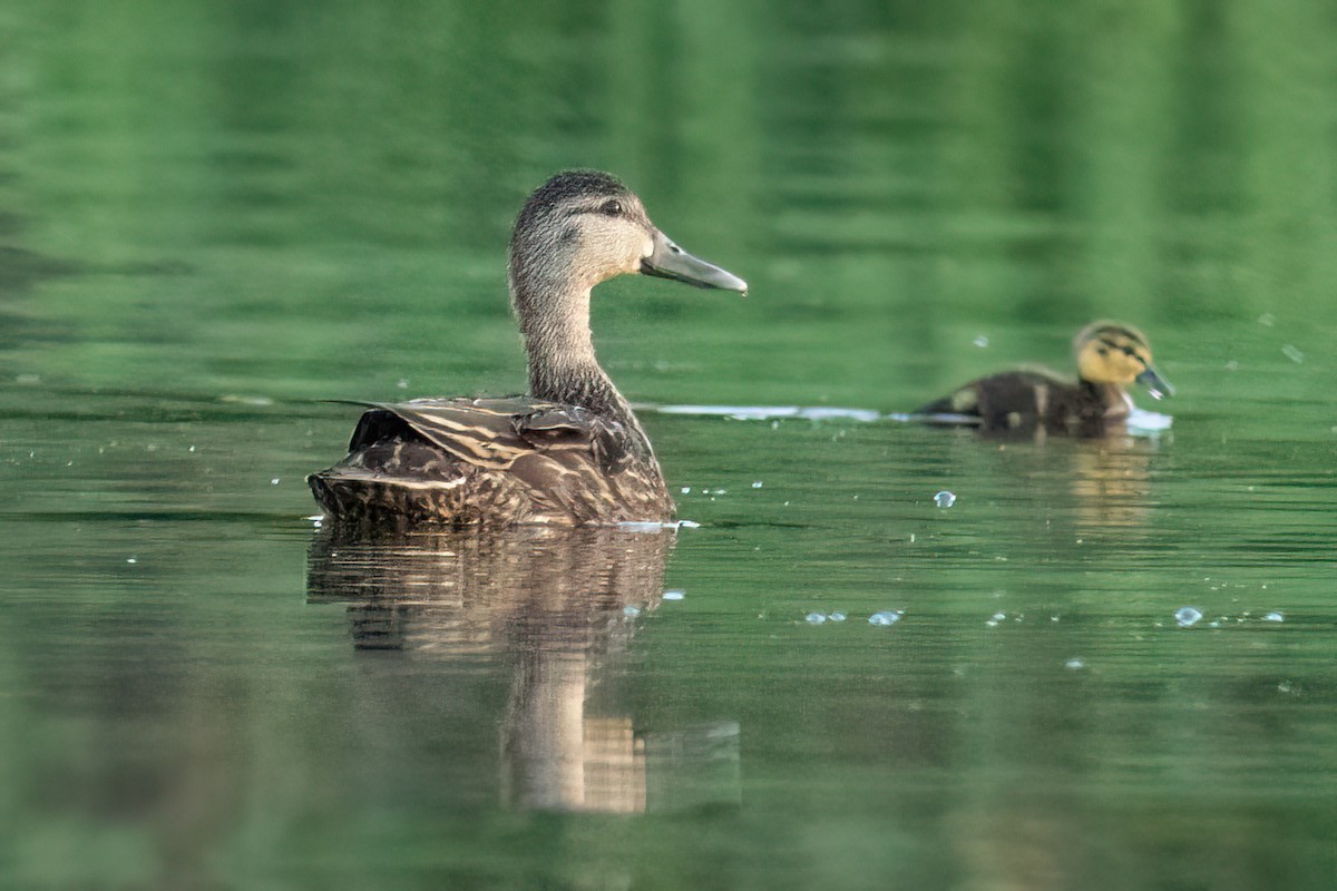 American Black Duck - ML462545981