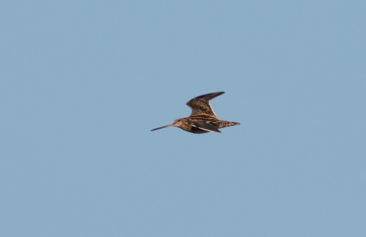 Common Snipe - Alexandre Hespanhol Leitão