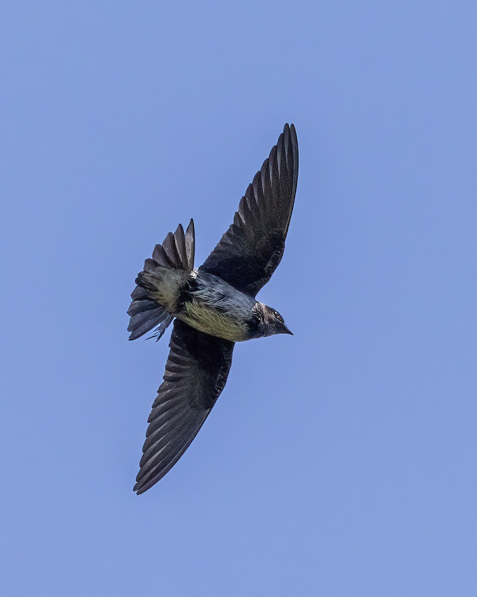 Golondrina Purpúrea - ML462546581