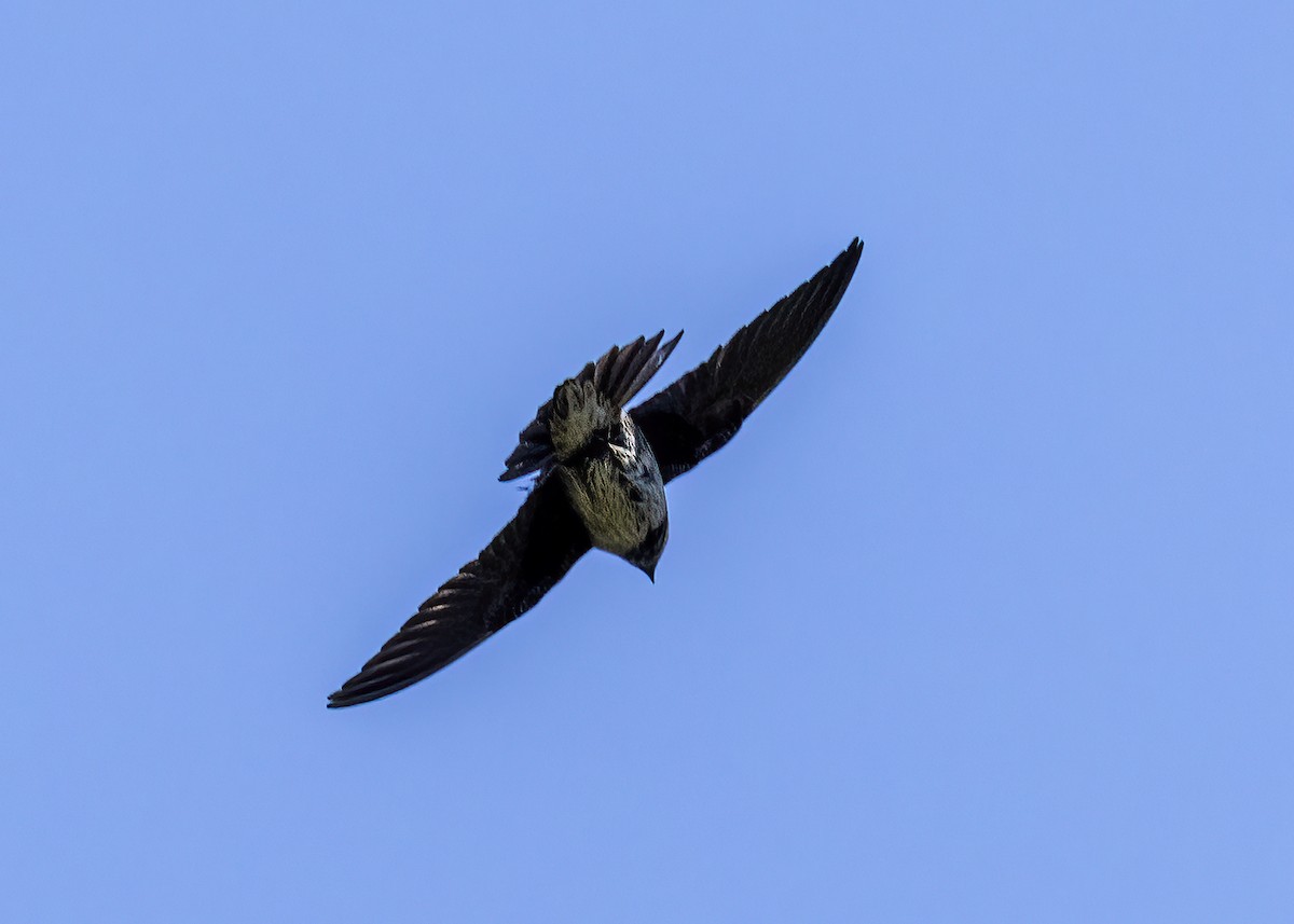 Golondrina Purpúrea - ML462546671