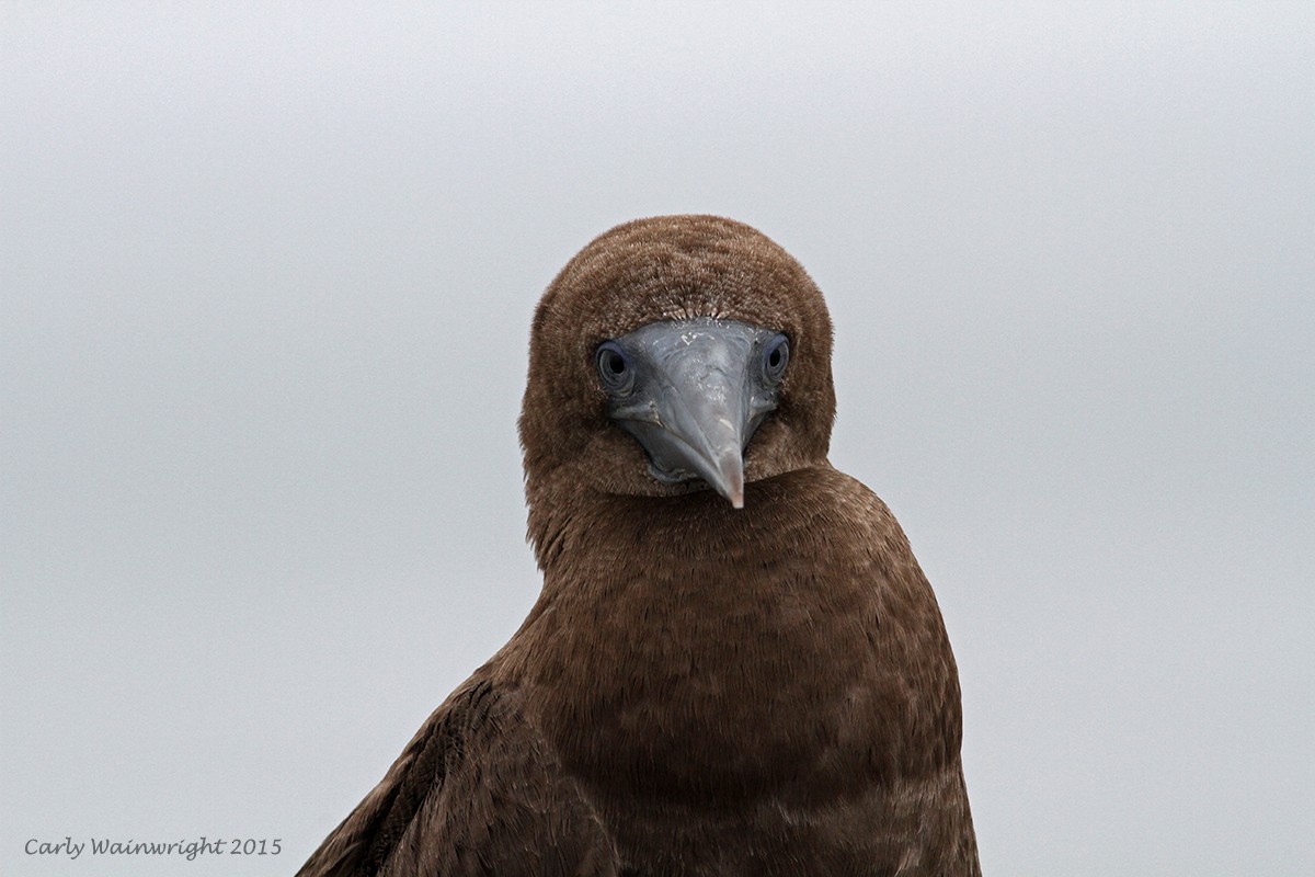 Brown Booby - ML462546831