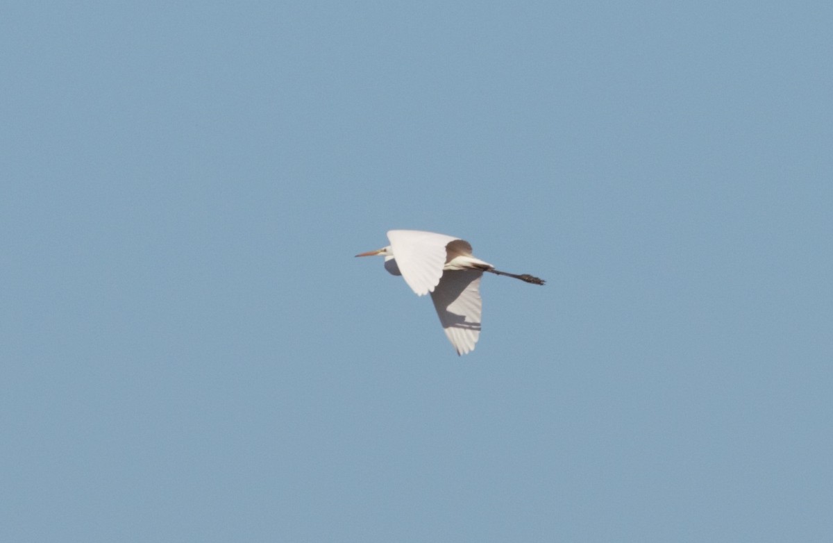 Great Egret - ML46254711