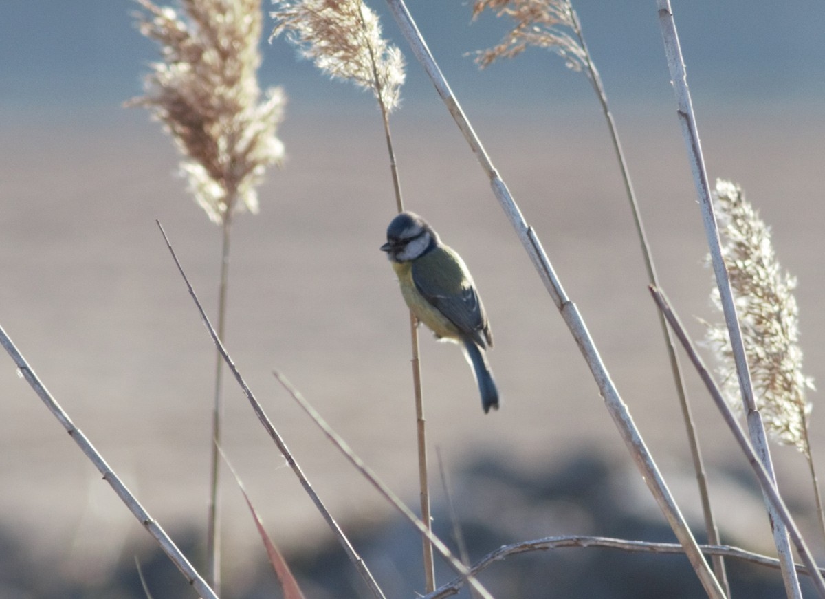 Eurasian Blue Tit - ML46254771