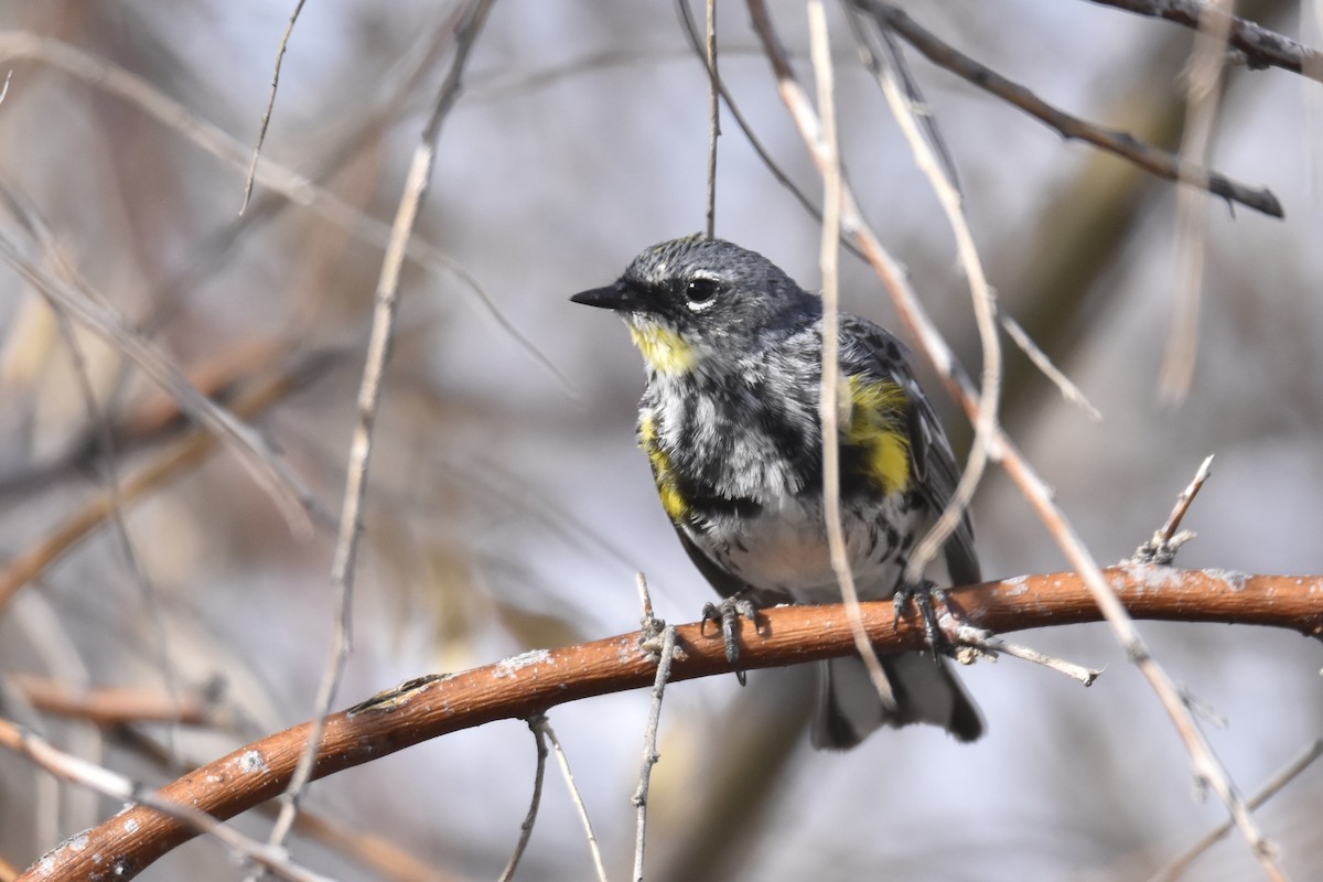 Yellow-rumped Warbler (Myrtle x Audubon's) - ML462547751