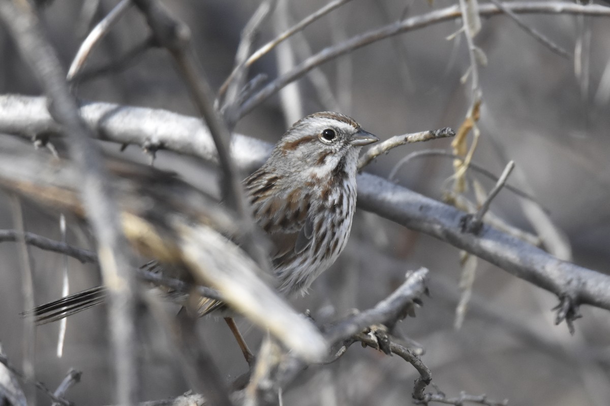 Song Sparrow - ML462547931