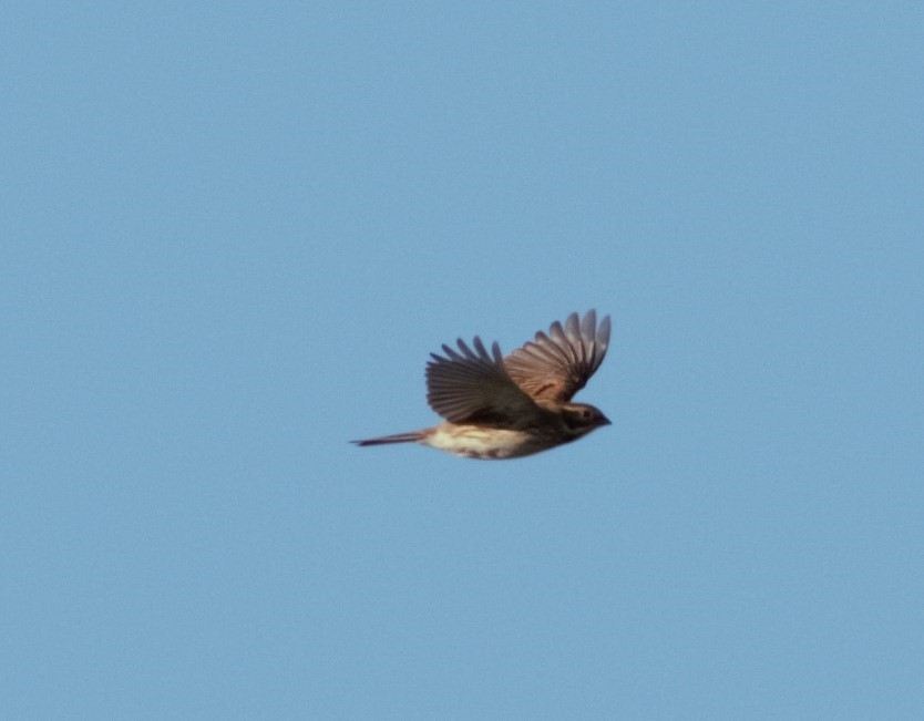 Reed Bunting - ML46254831