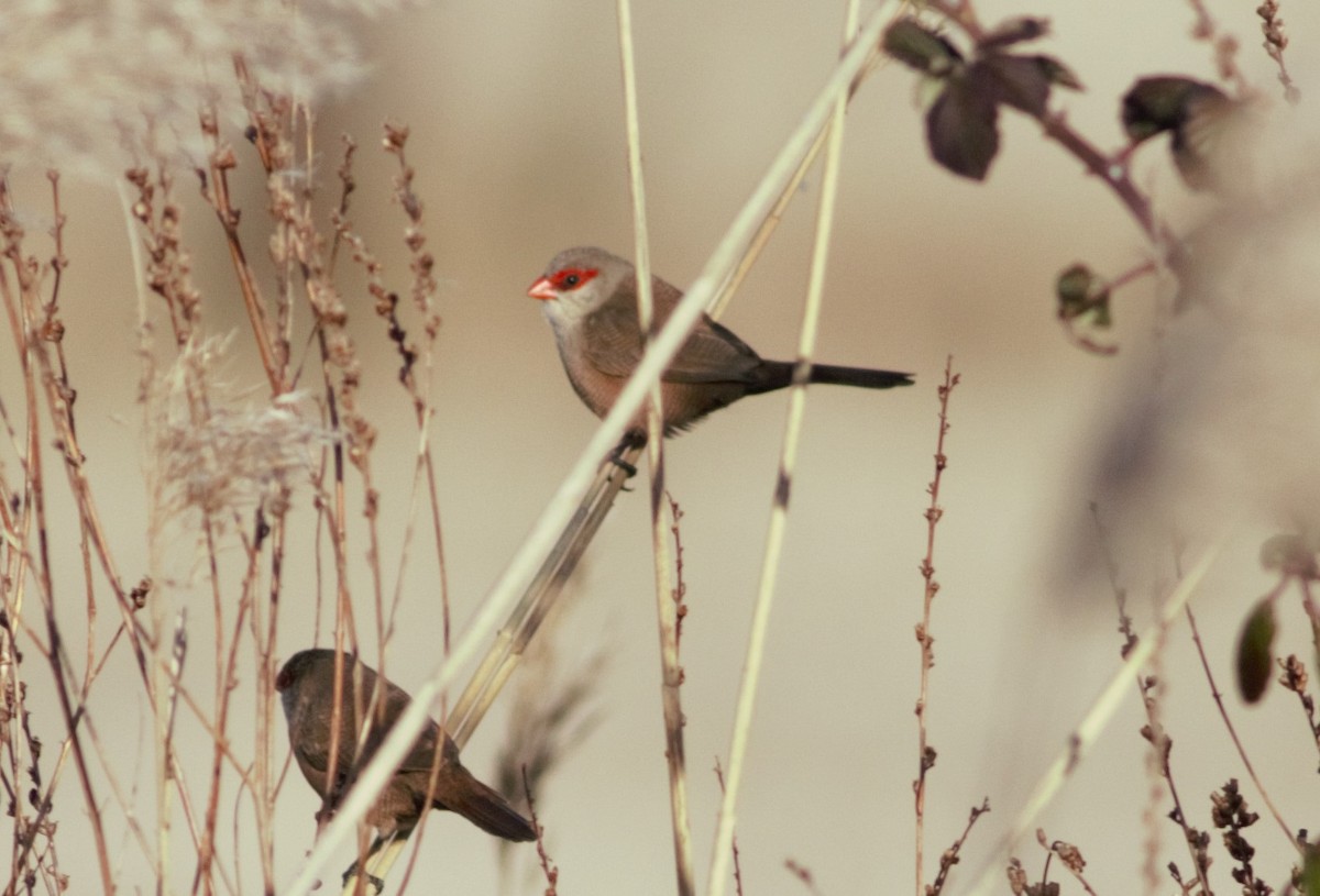 Common Waxbill - ML46254901