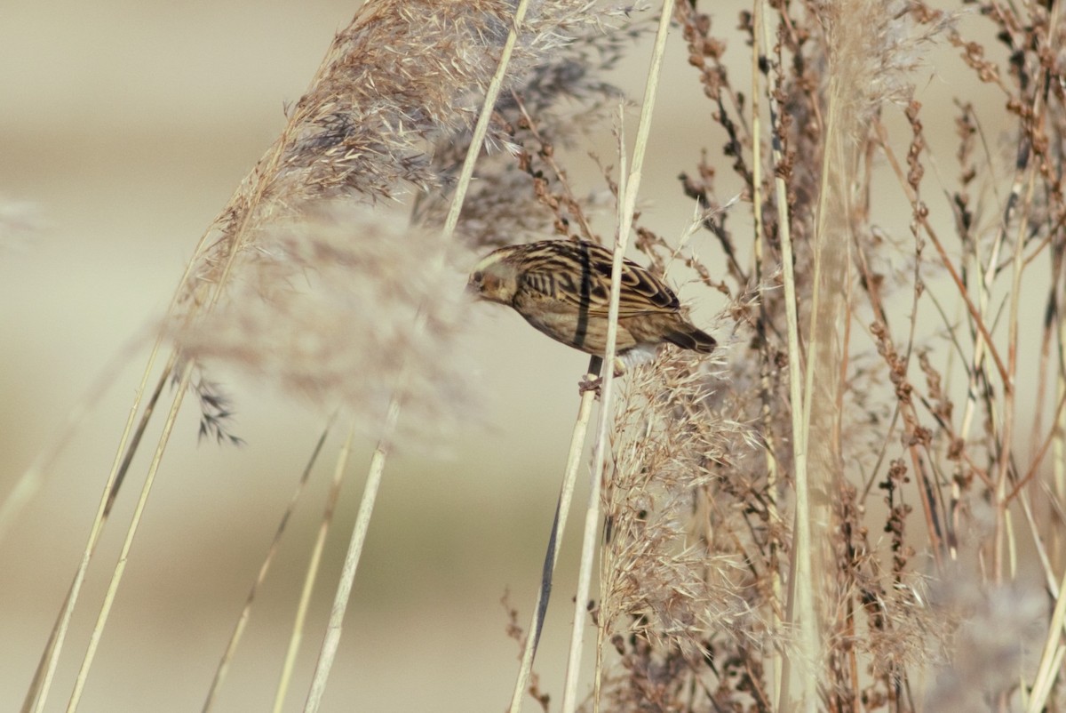 Yellow-crowned Bishop - ML46254931