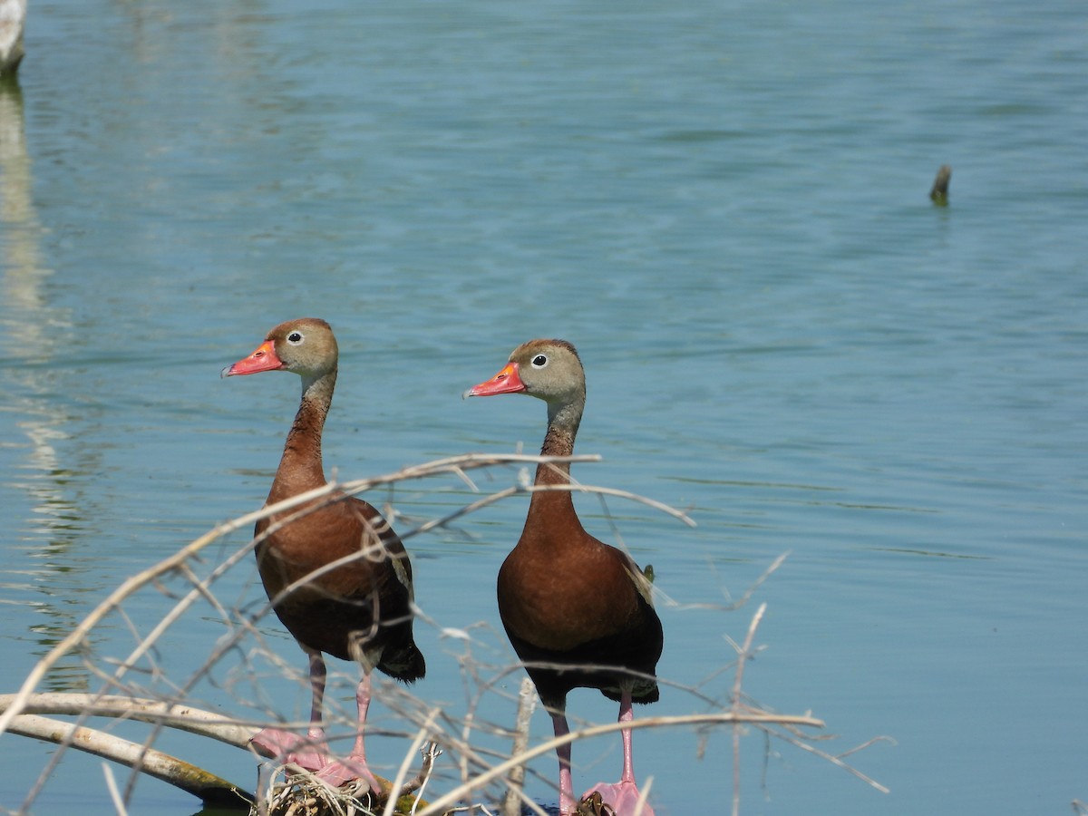 Black-bellied Whistling-Duck - ML462550091