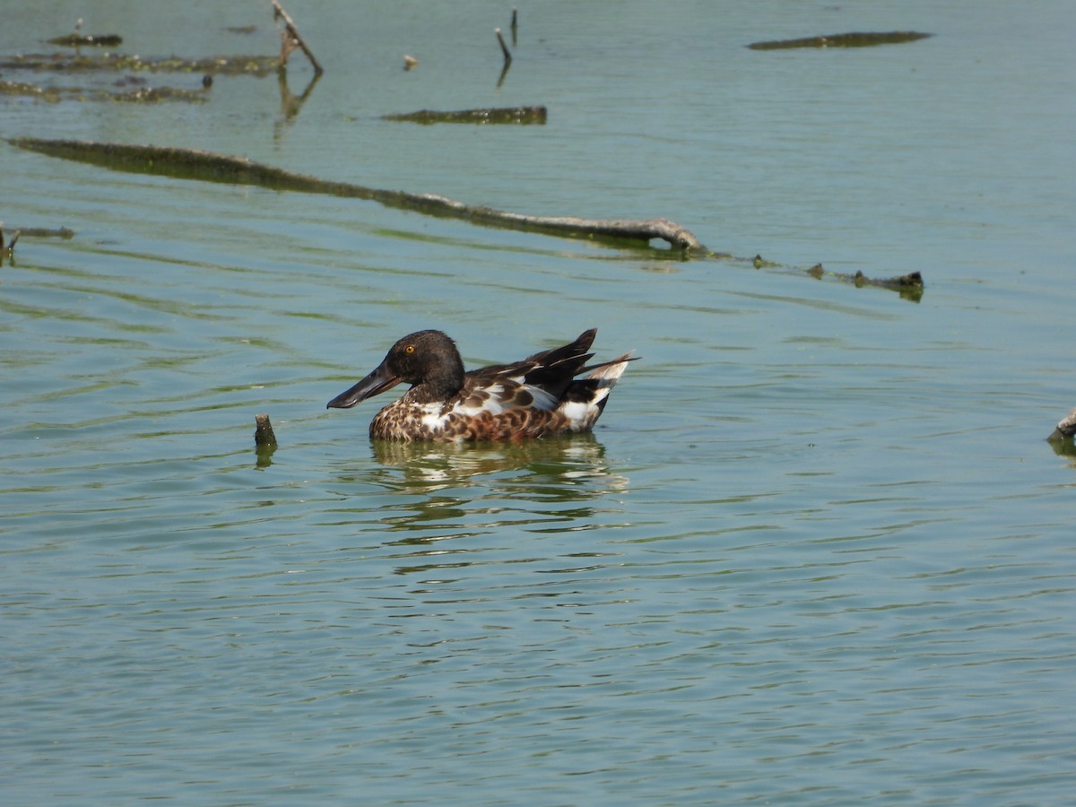 Northern Shoveler - ML462550271