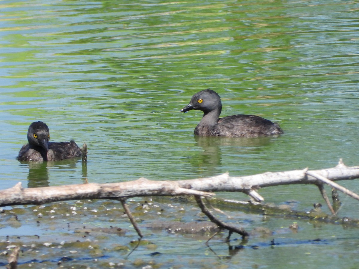 Least Grebe - ML462550441