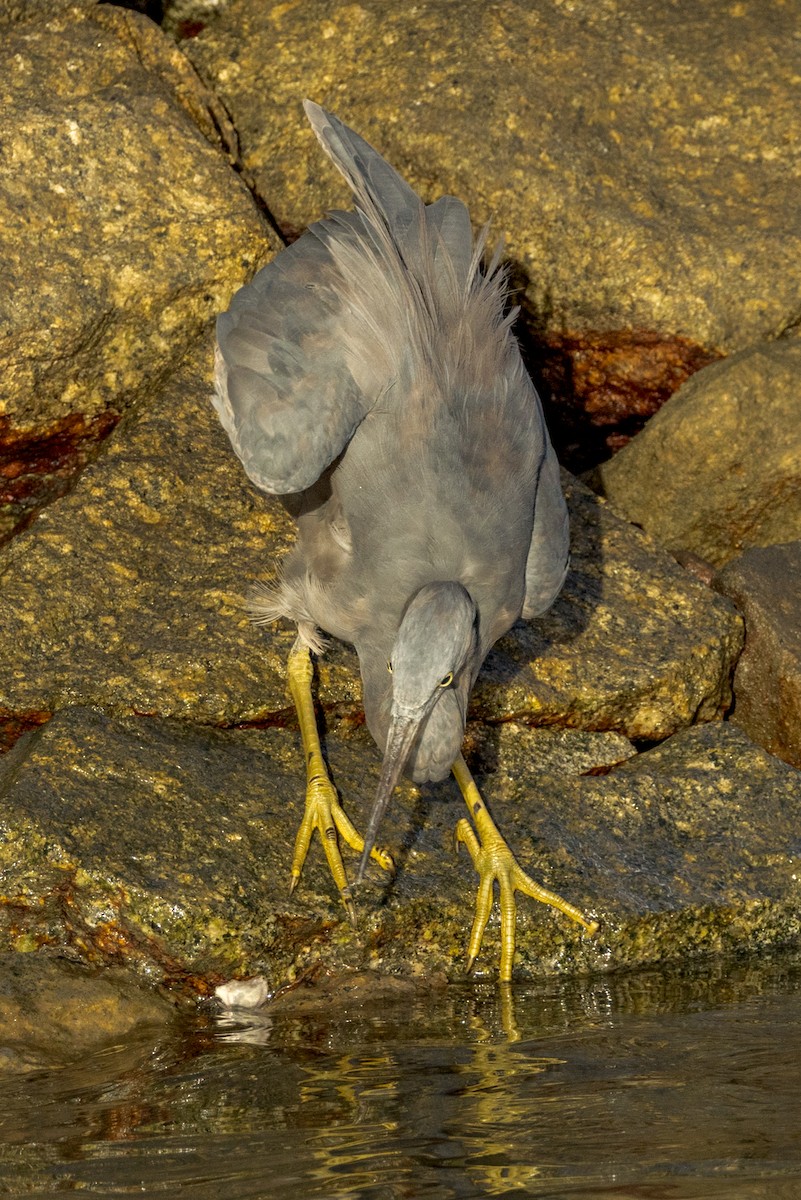 Pacific Reef-Heron - ML462550891