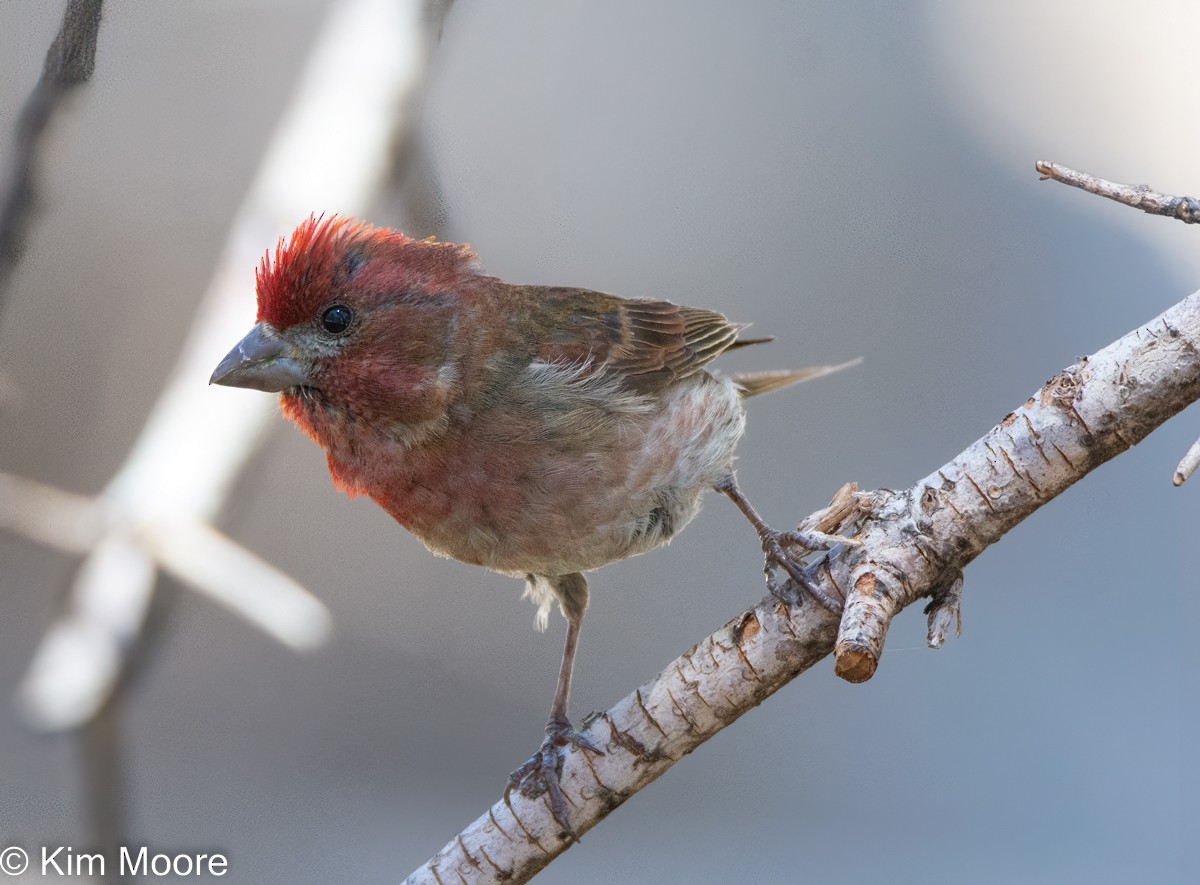 Purple Finch - ML462551061