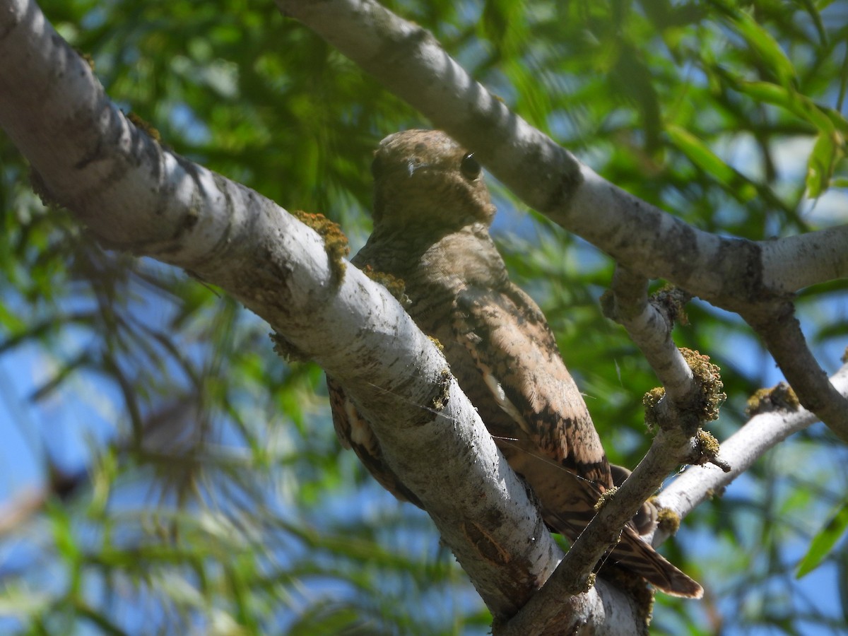 Lesser Nighthawk - ML462551121