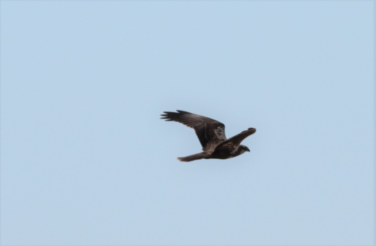 Western Marsh Harrier - ML46255121