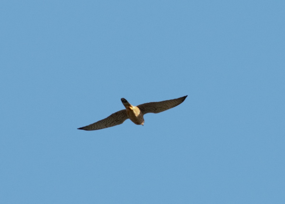 Eurasian Kestrel - ML46255151